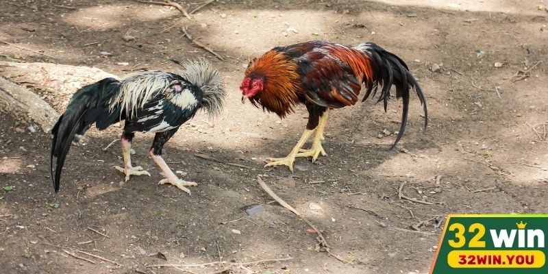 Hệ thống kèo cược cực hấp dẫn có mặt ở Đá gà